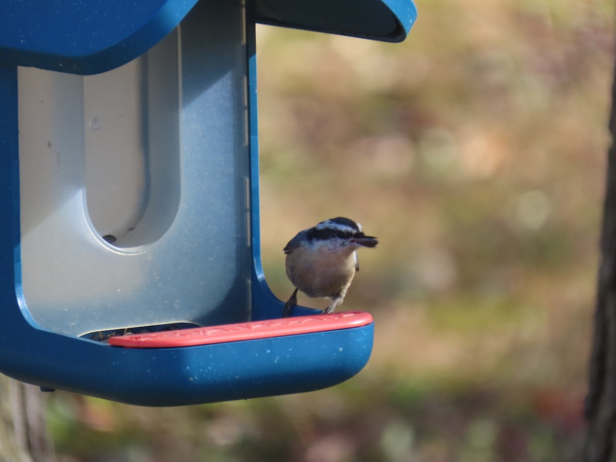 Trepador Canadiense - ML646928858