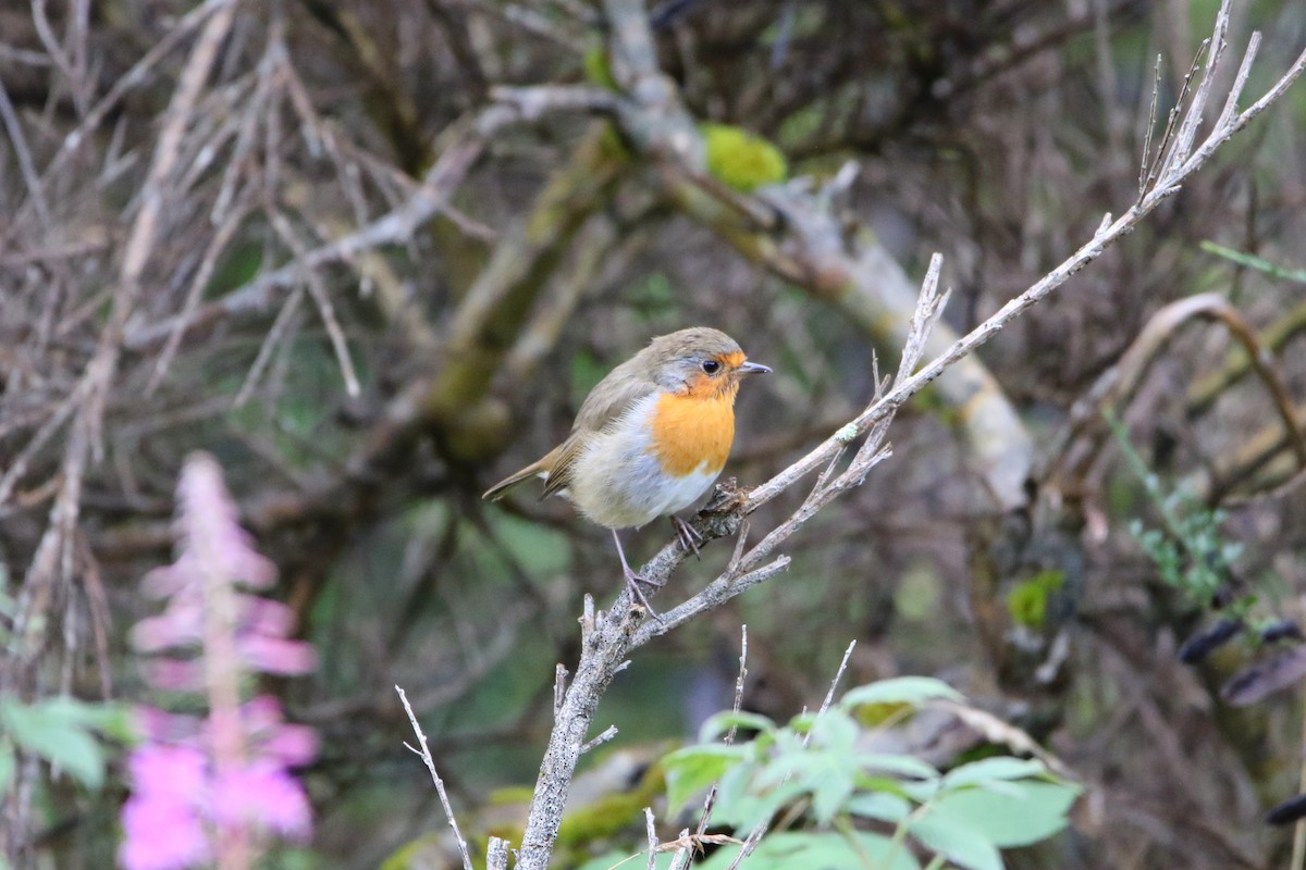 Petirrojo Europeo - ML646928859