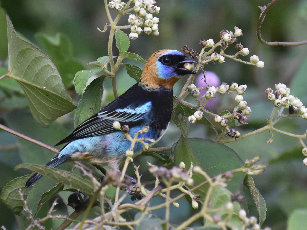 Tangara Cabecidorada - ML646928861