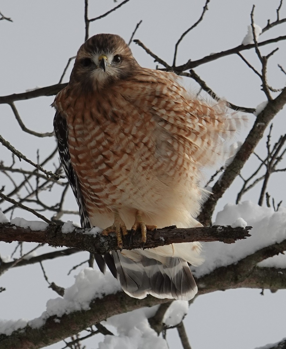 Busardo Pechirrojo - ML646928862