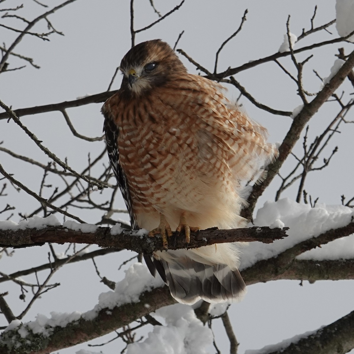 Busardo Pechirrojo - ML646928863
