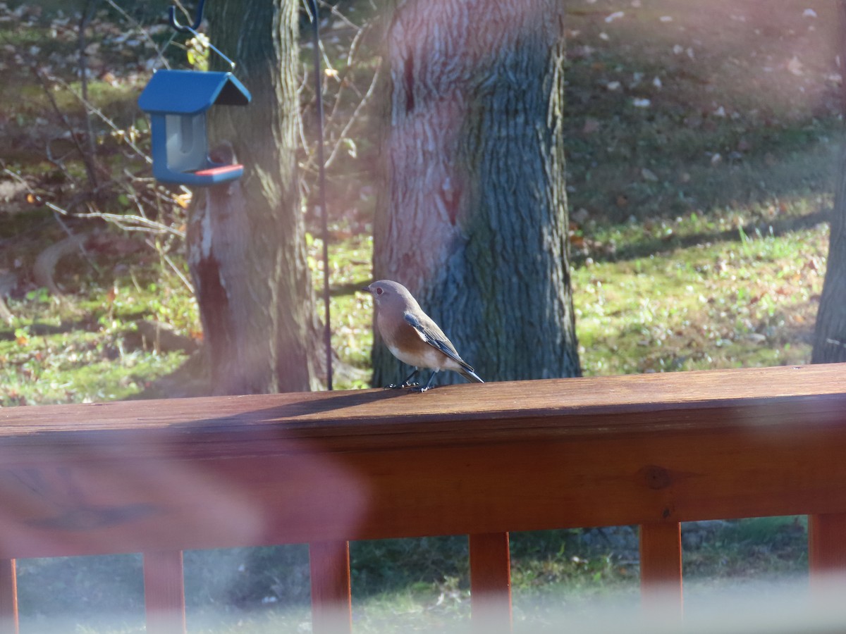 Azulejo Oriental - ML646928864