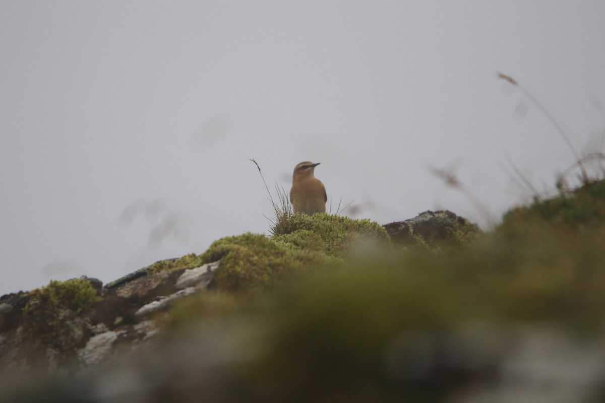 Collalba Gris - ML646928865