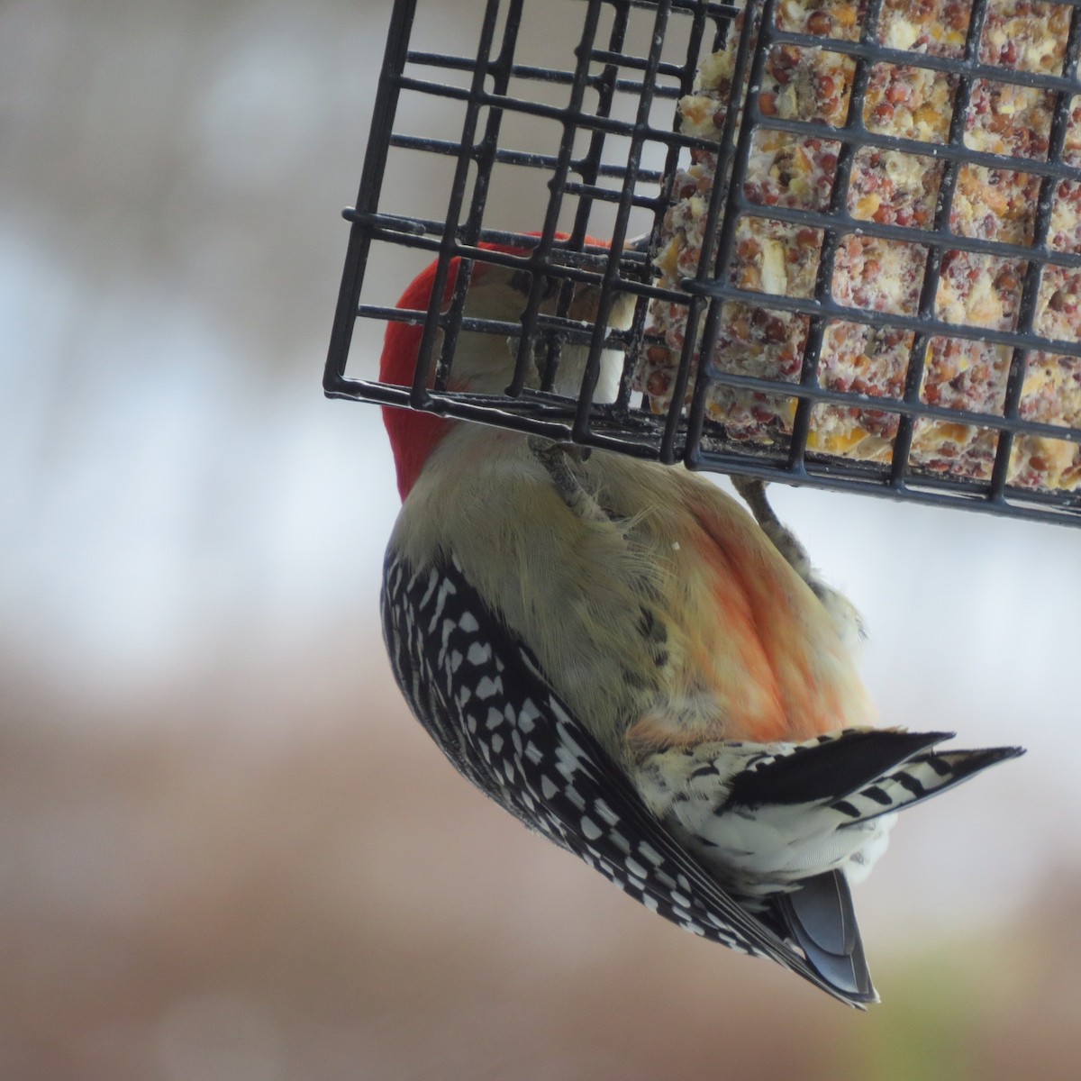 Carpintero de Carolina - ML646928866