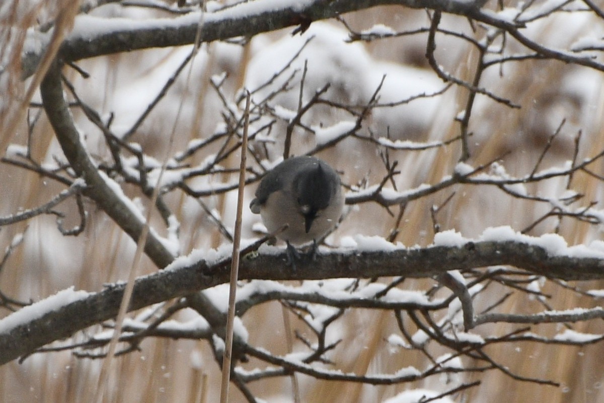 Herrerillo Bicolor - ML646928867