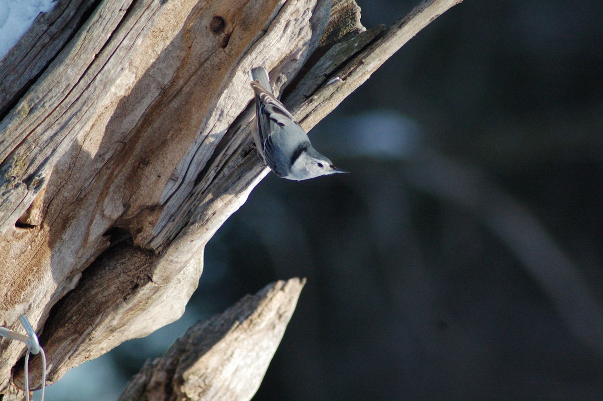 brhlík běloprsý - ML646928869