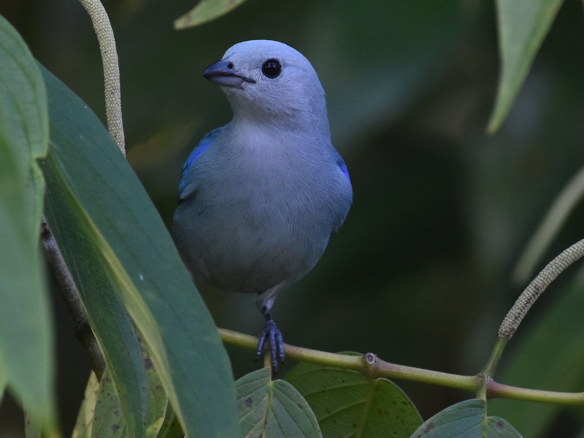 Tangara Azuleja - ML646928871