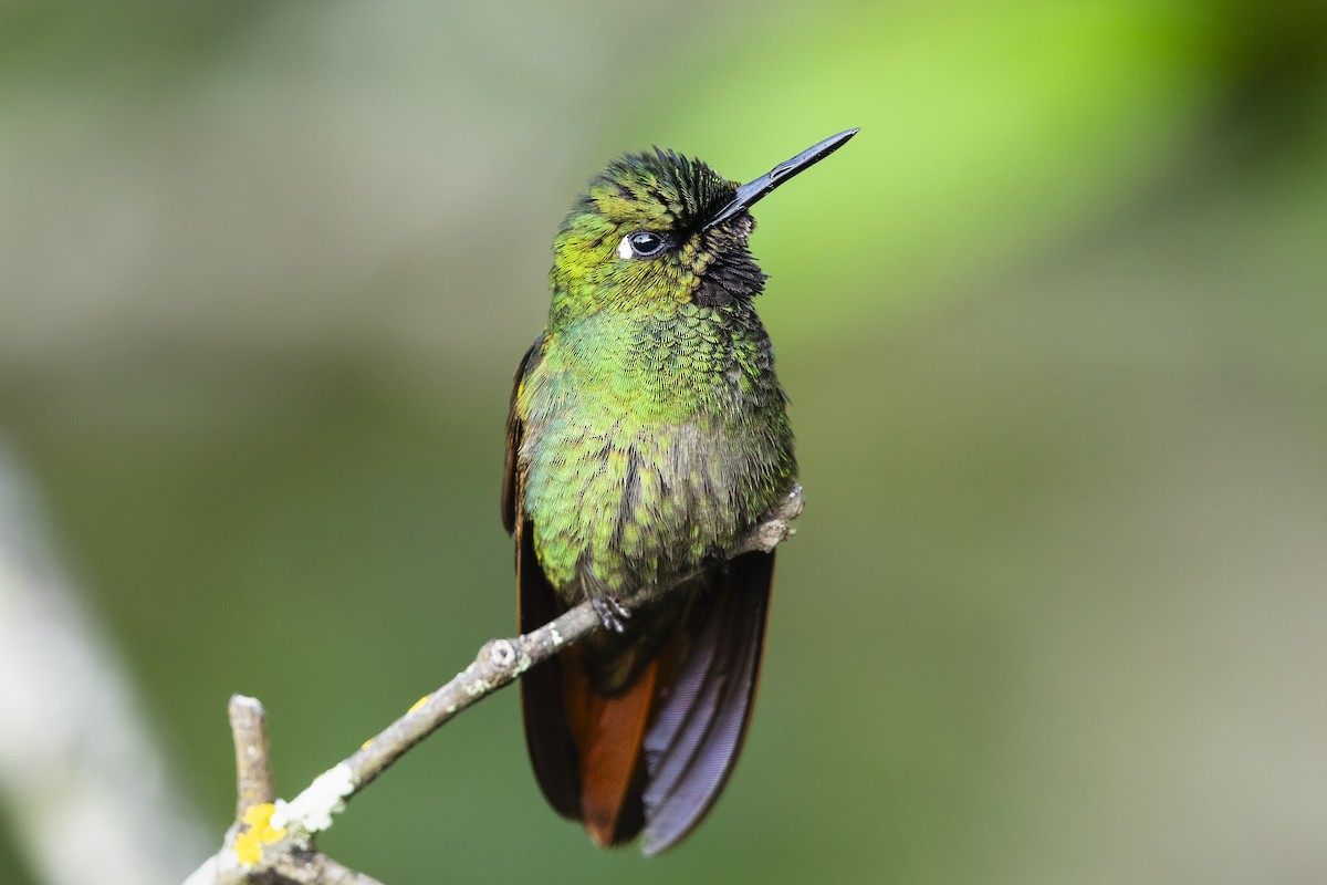 Brazilian Ruby - ML646928876