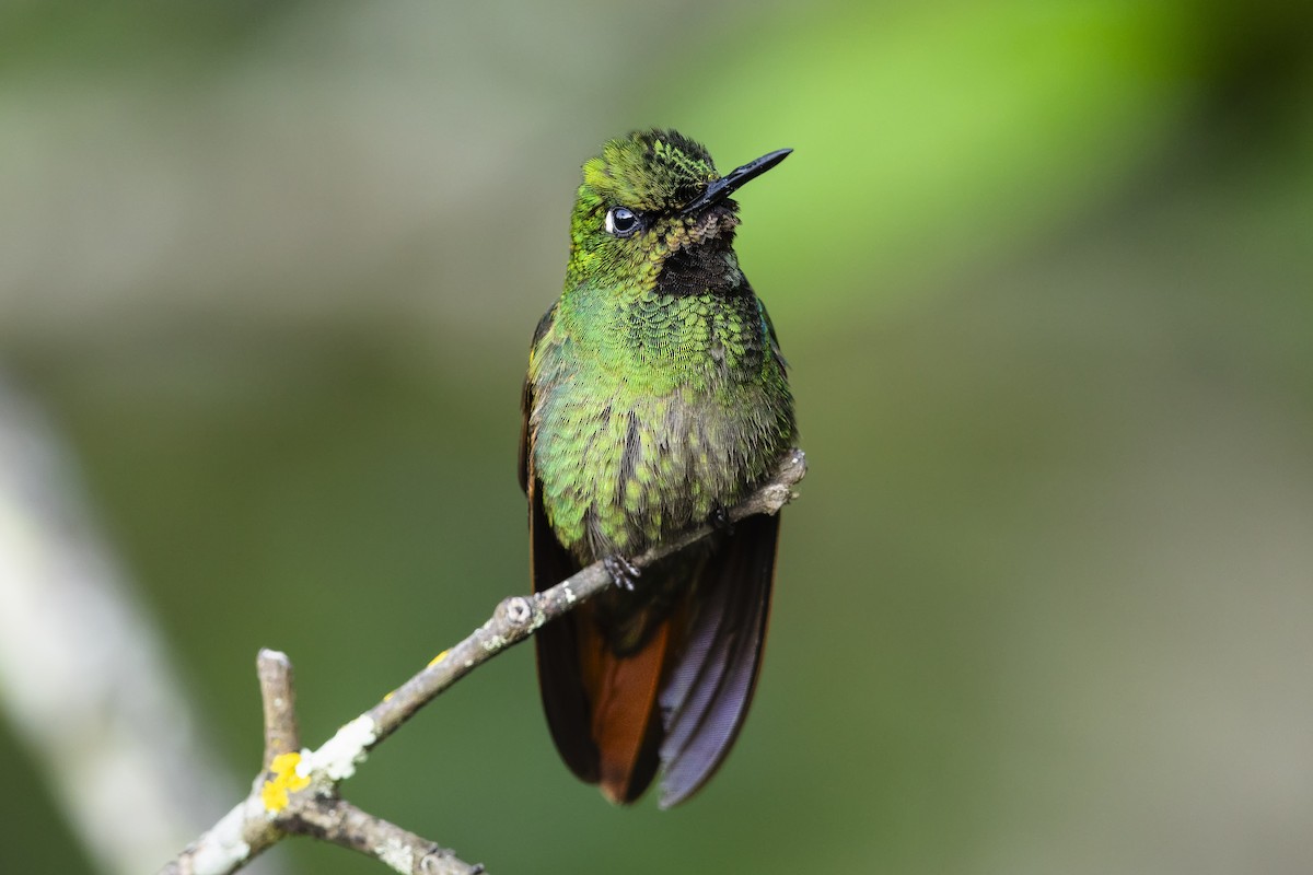 Brazilian Ruby - ML646928877
