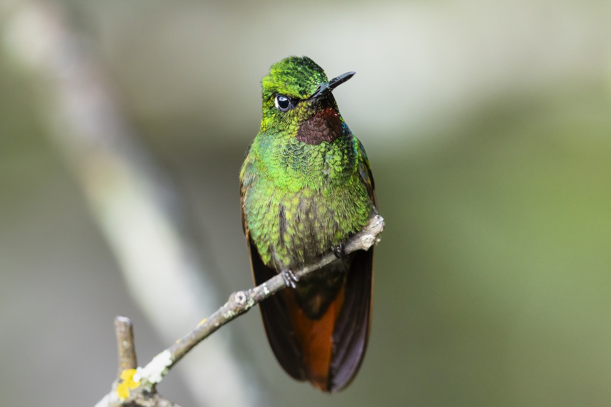 Brazilian Ruby - ML646928878