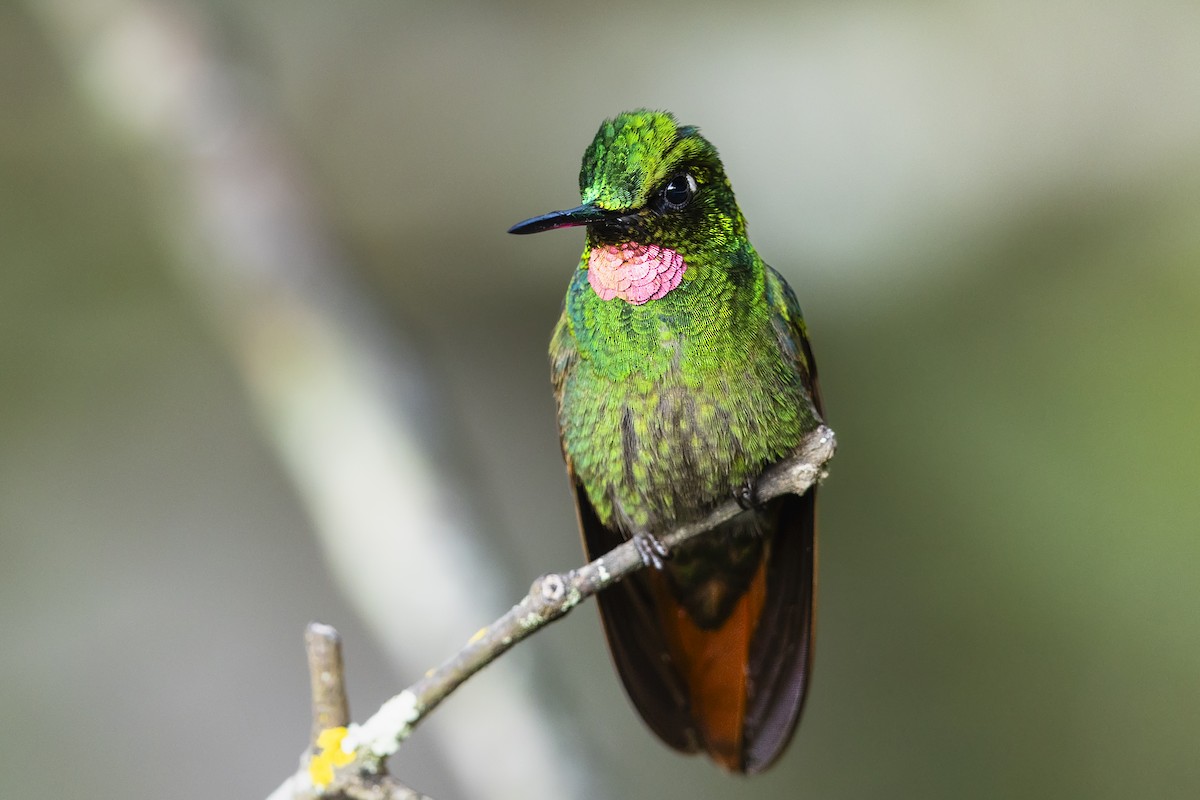Brazilian Ruby - ML646928879