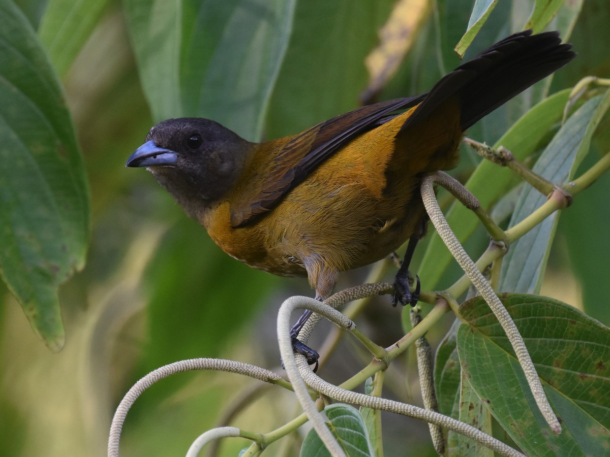 Tangara Terciopelo - ML646928882