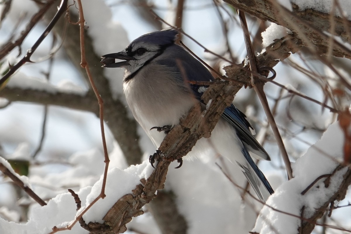 Chara Azul - ML646928884