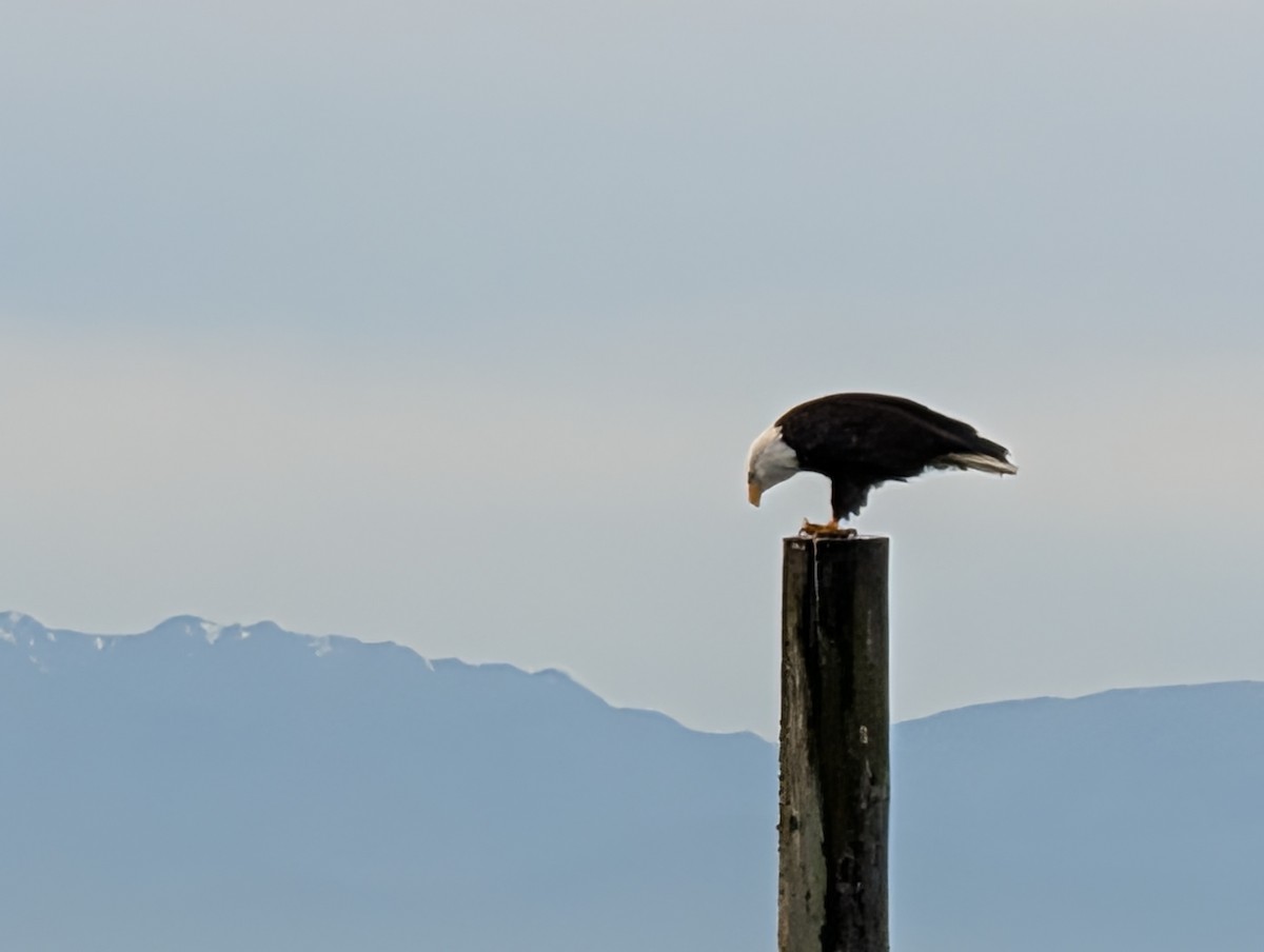 Bald Eagle - ML646928889