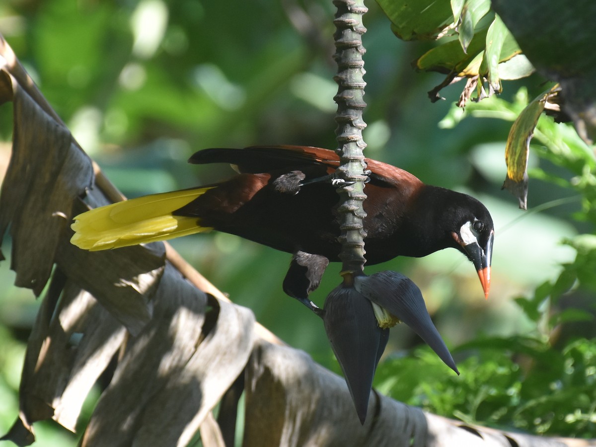 Cacique de Moctezuma - ML646928891