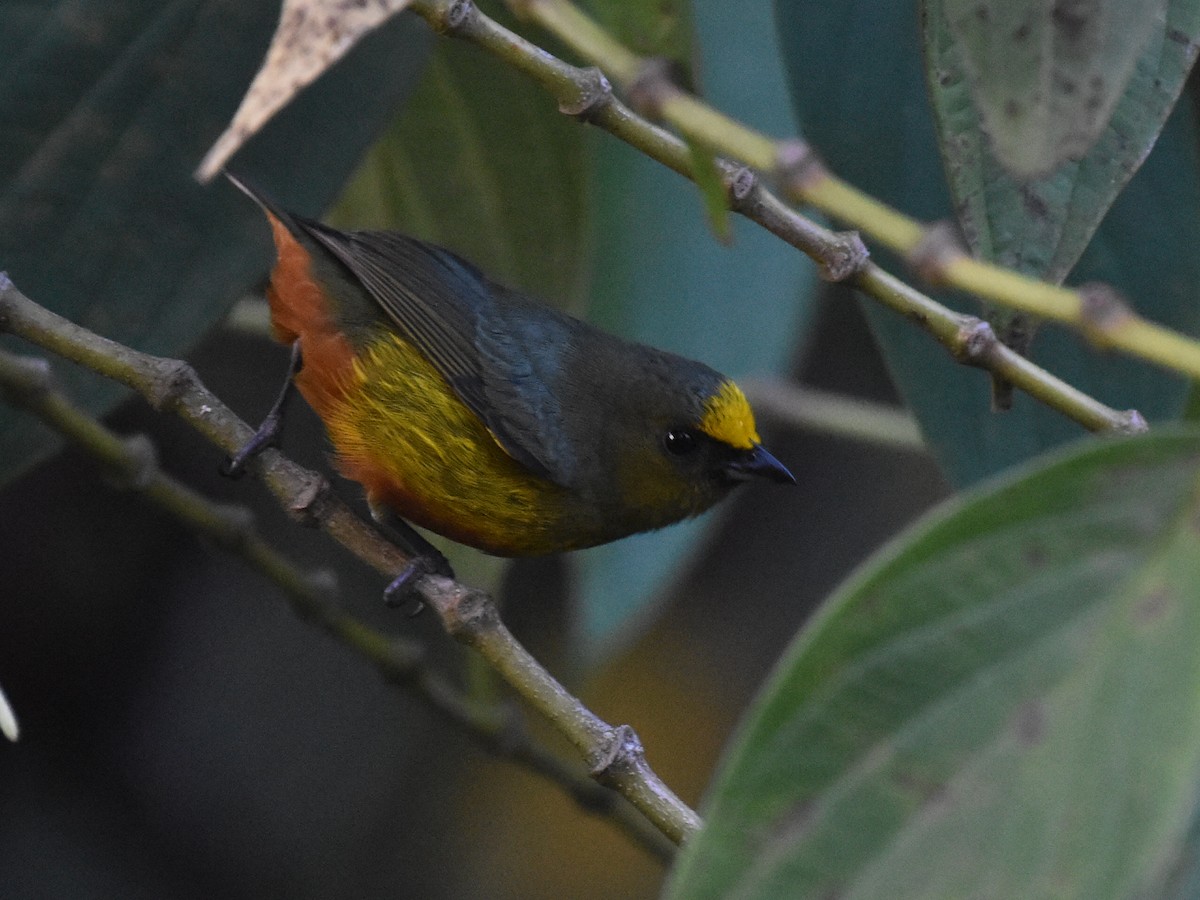 Eufonia Olivácea - ML646928909