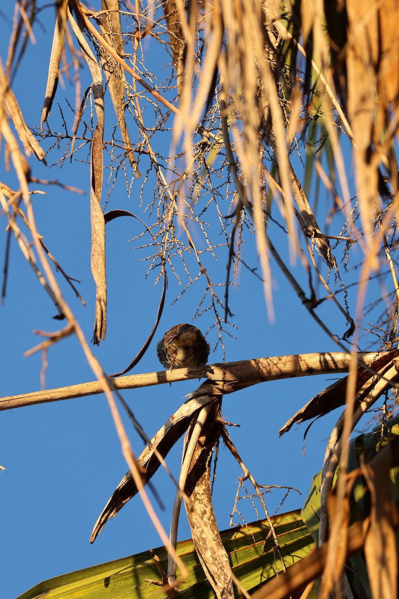 Txolarre iluna - ML646928917