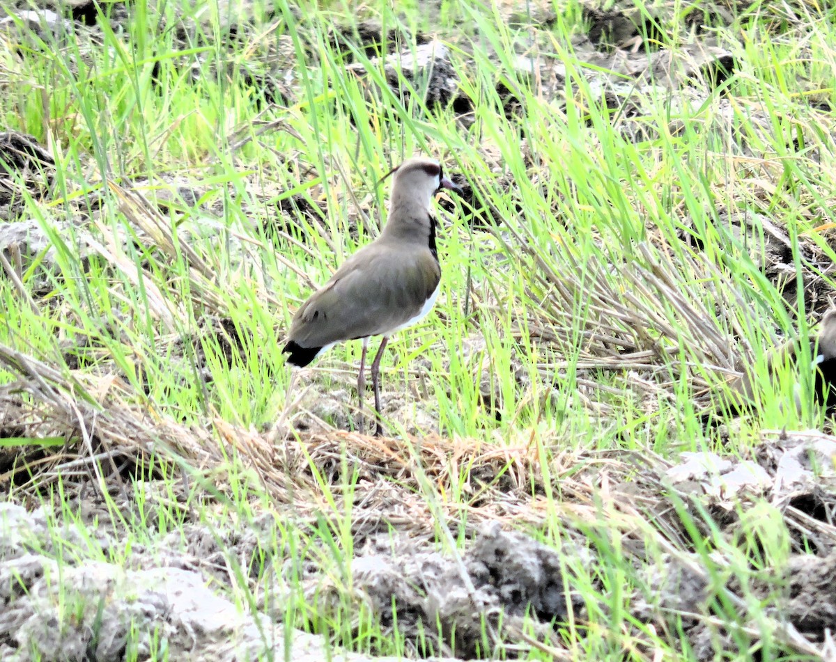 Кайеннский чибис - ML646928920