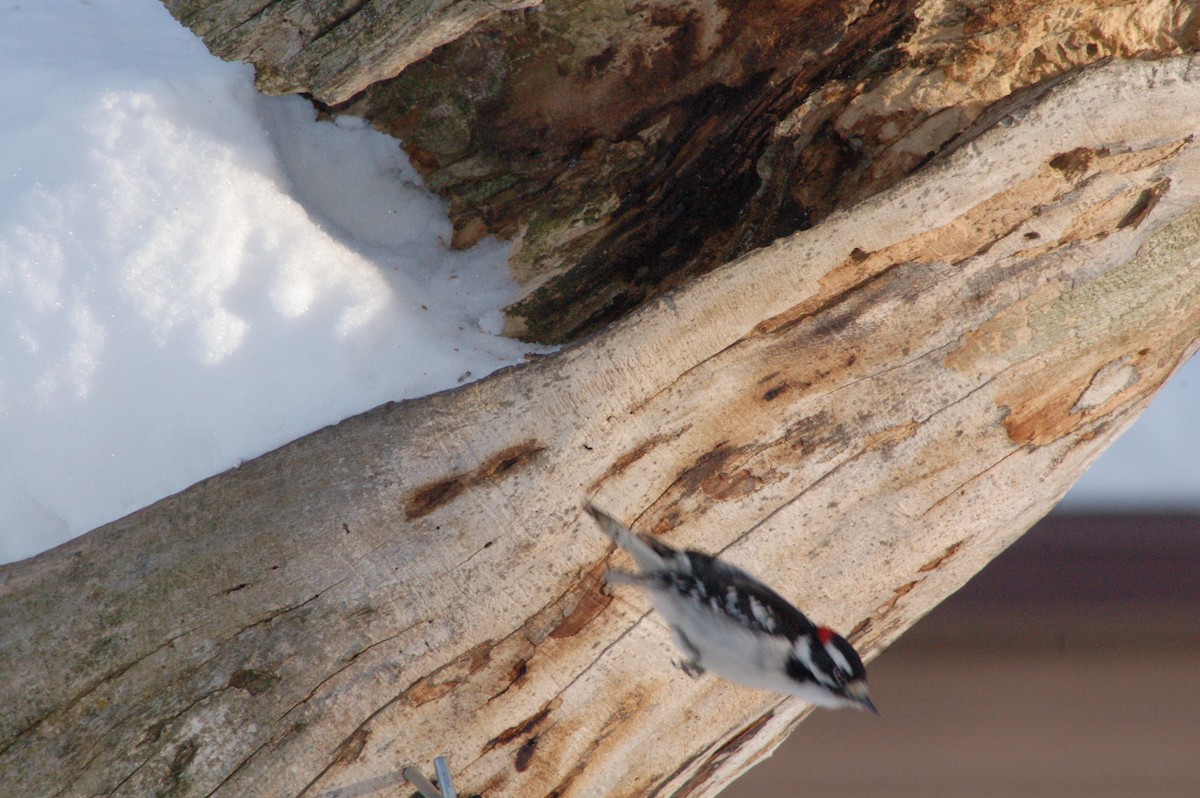 strakapoud osikový - ML646928935