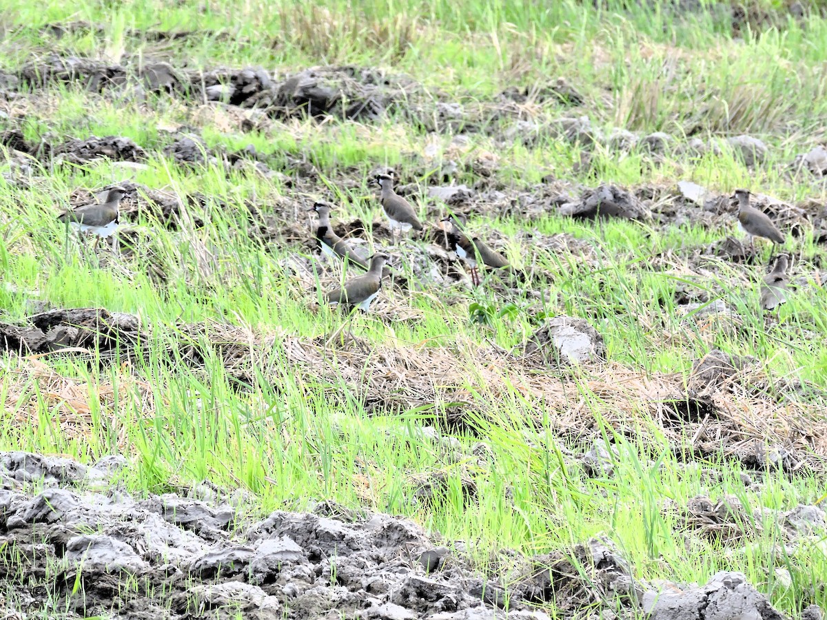 Кайеннский чибис - ML646928936