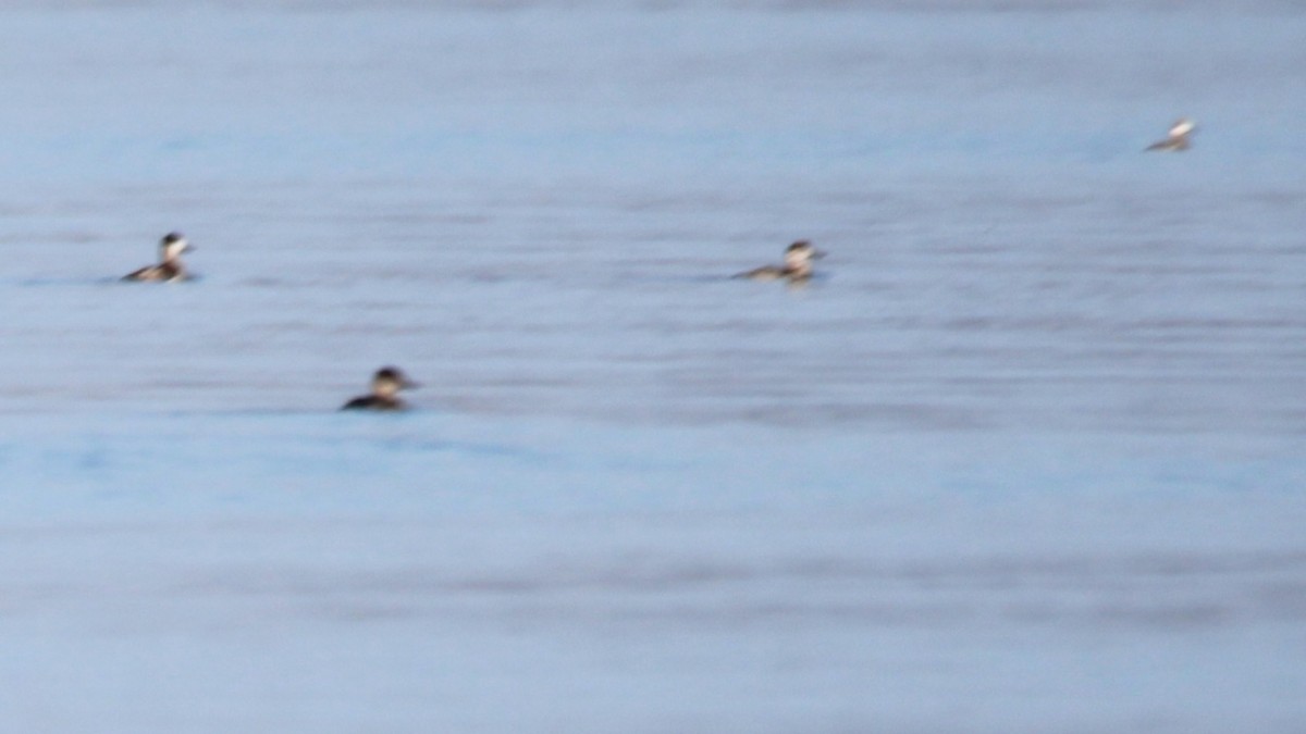 Ruddy Duck - ML646928937