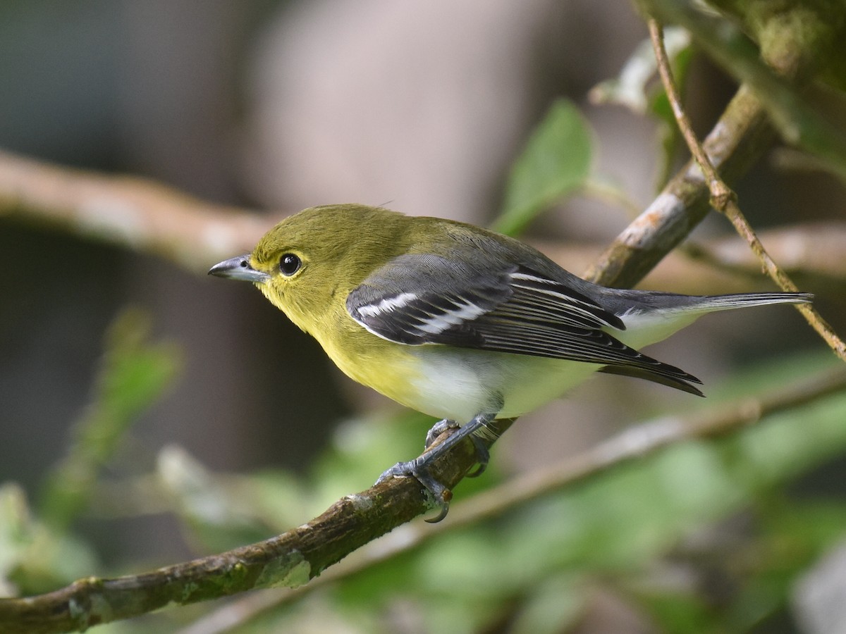 Vireo Gorjiamarillo - ML646928938