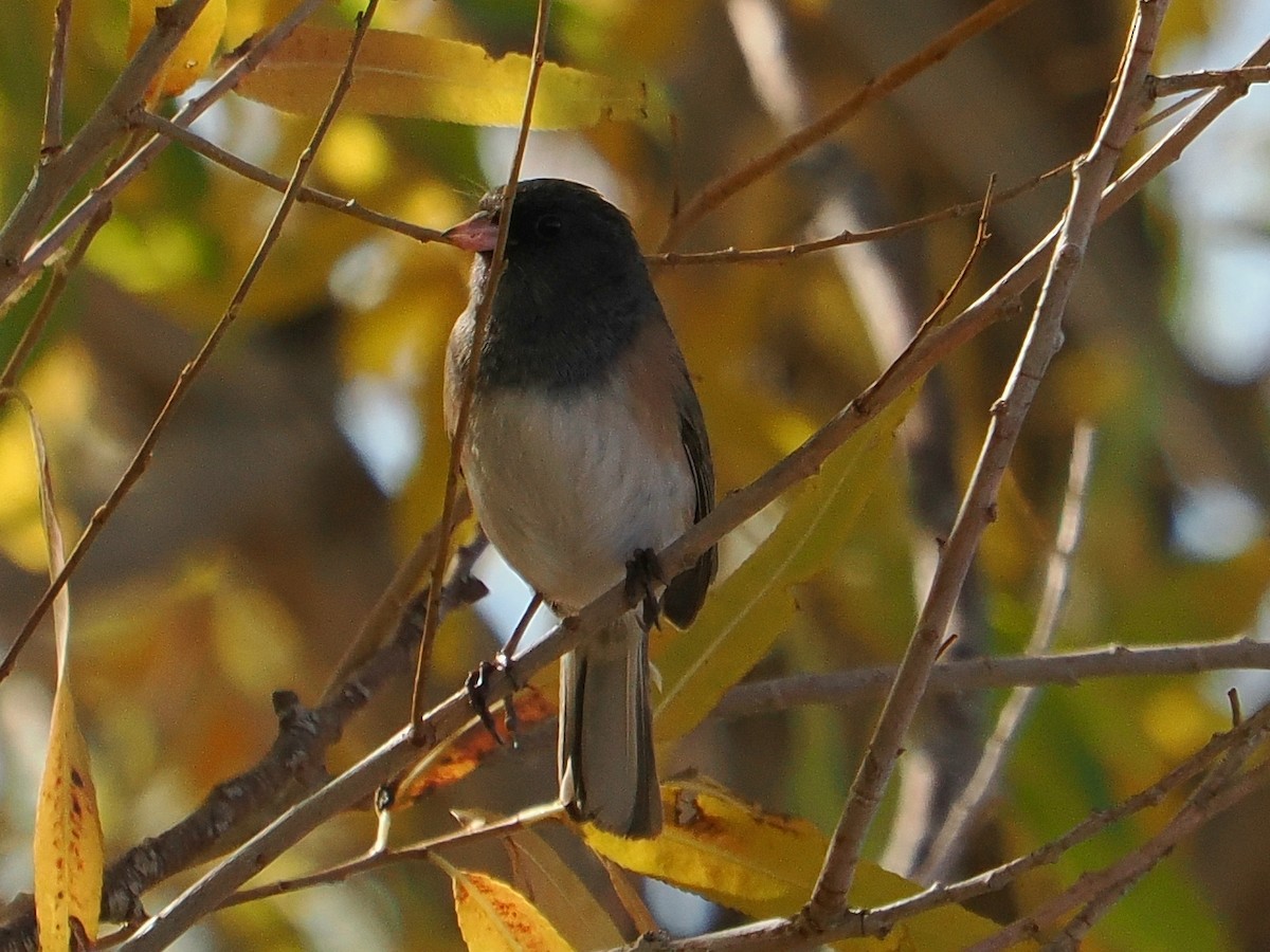 Серый юнко (Орегонский) - ML646928941