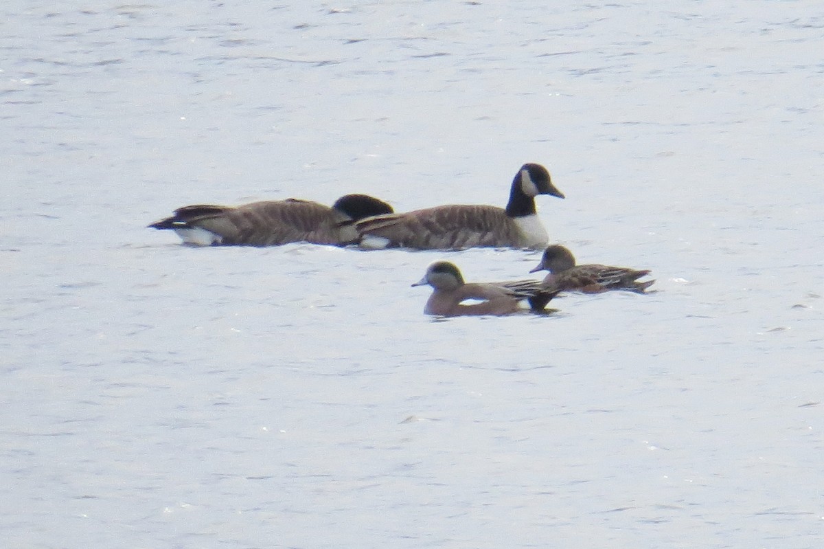 hvízdák americký - ML646928943