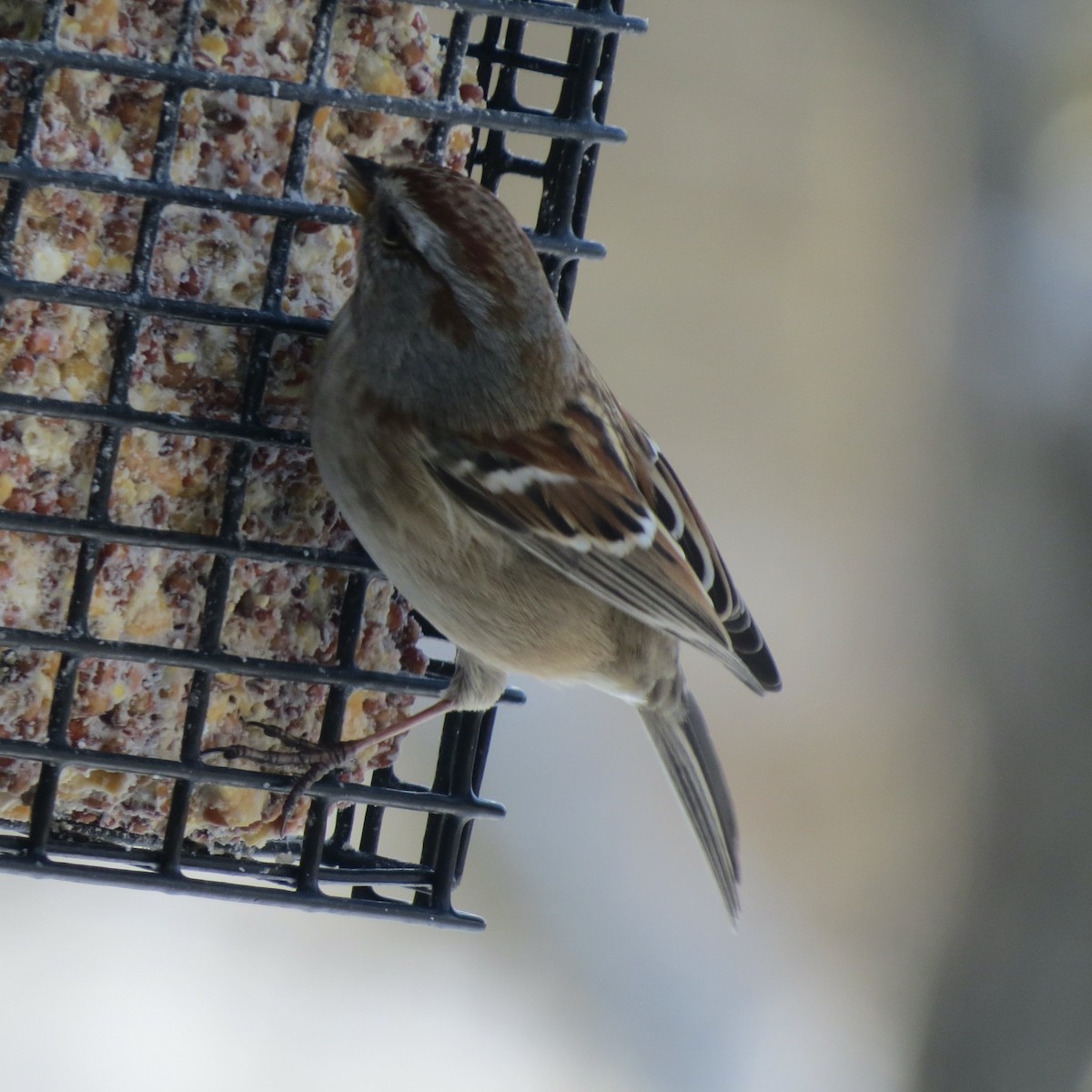 American Tree Sparrow - ML646928960