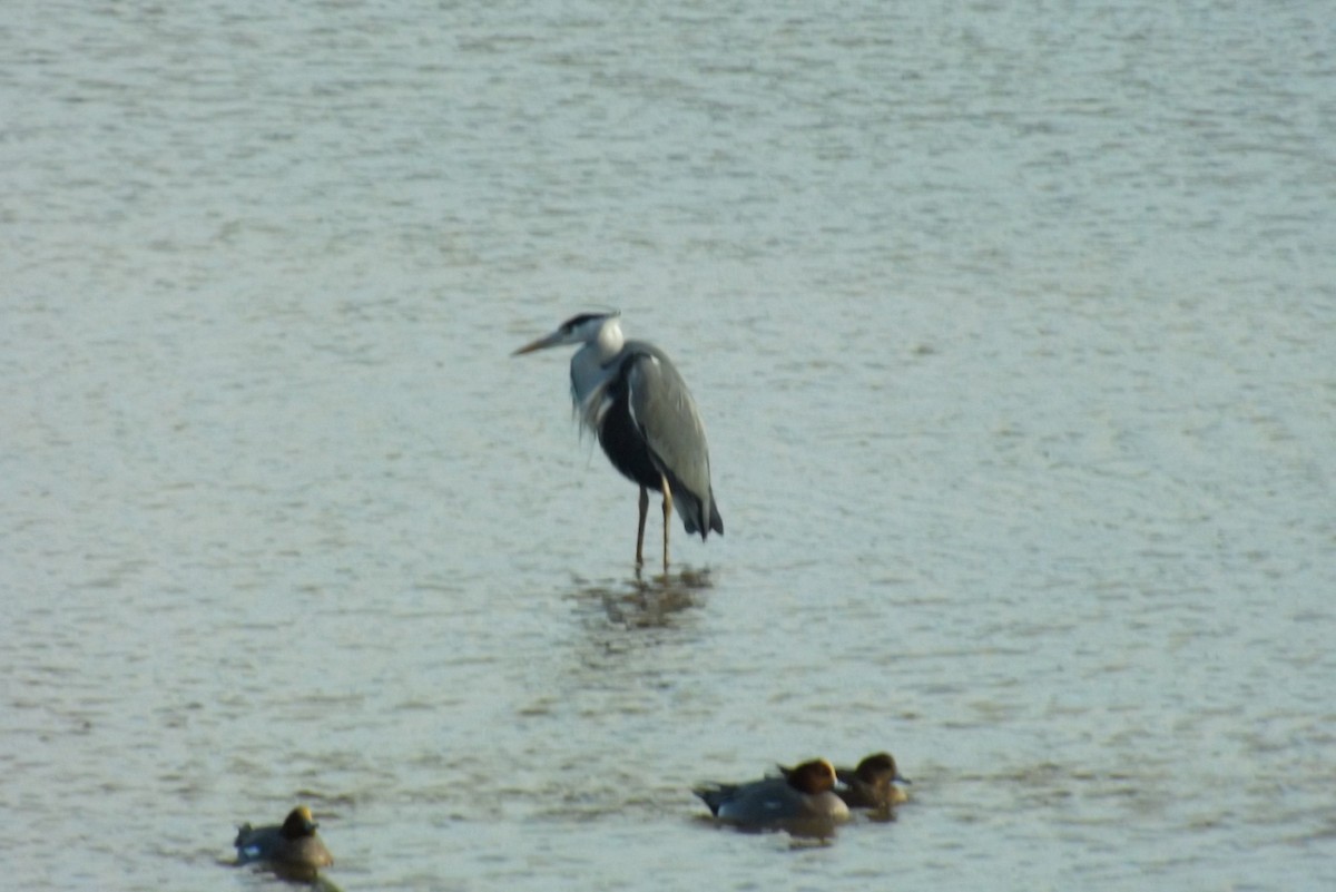 volavka popelavá - ML646928961