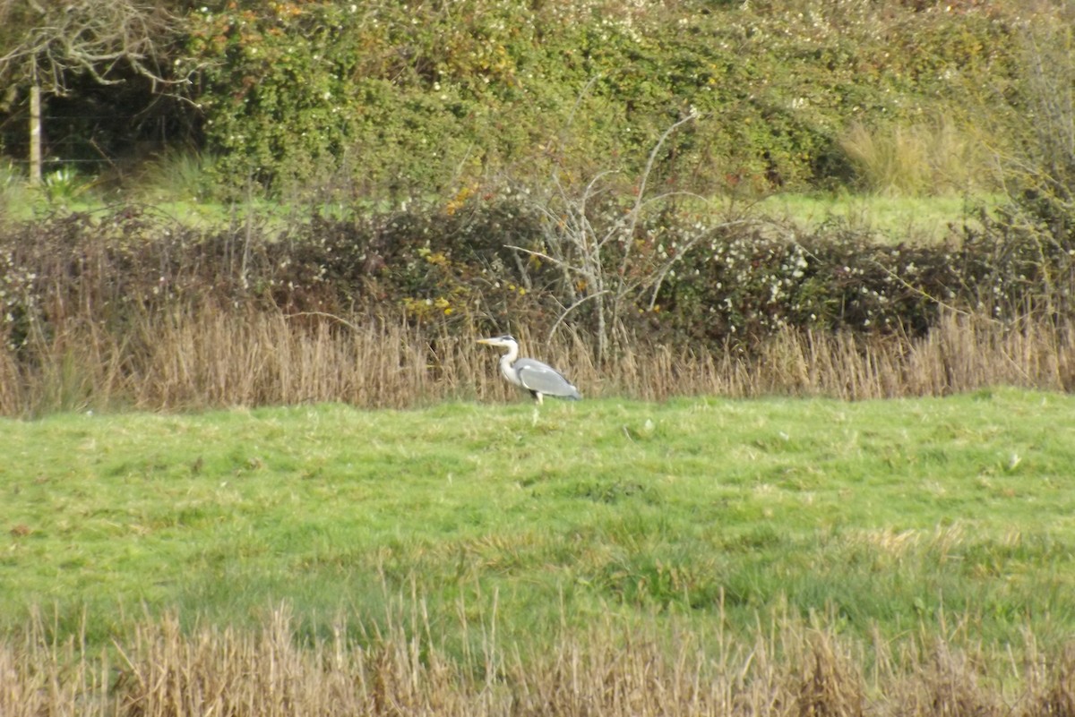 volavka popelavá - ML646928962