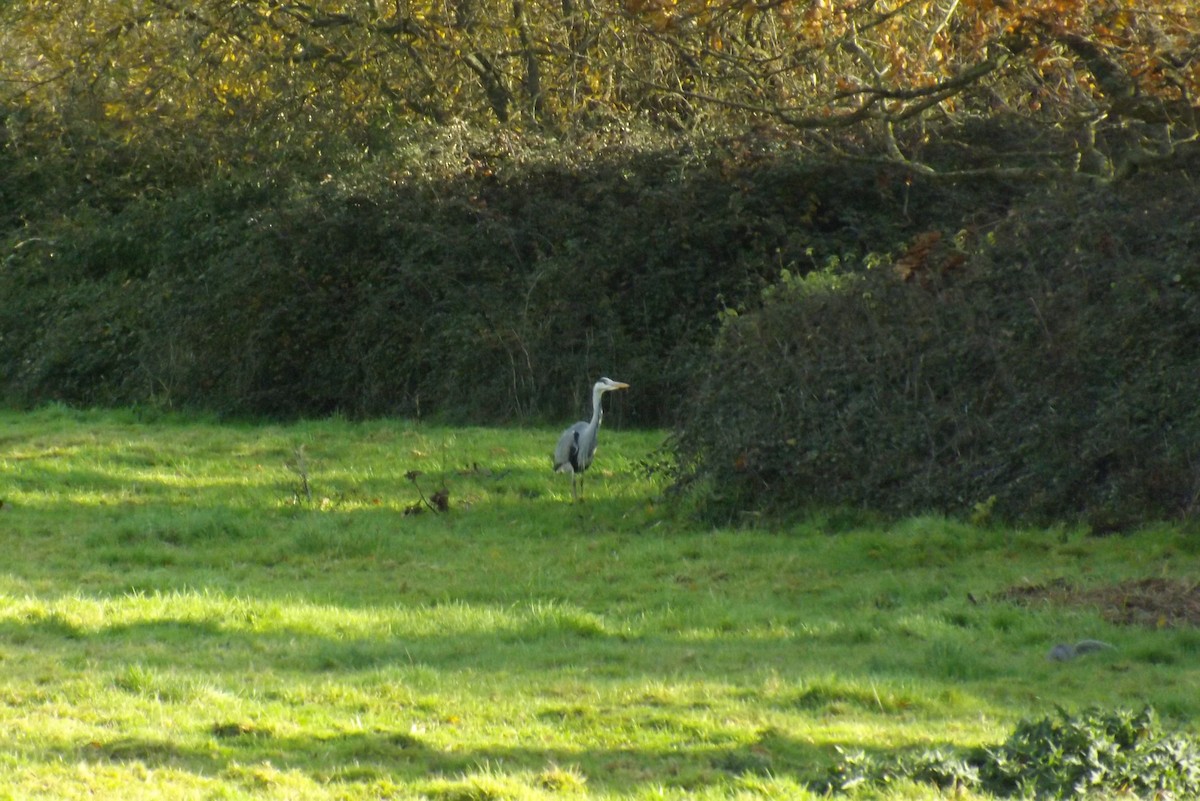 volavka popelavá - ML646928963