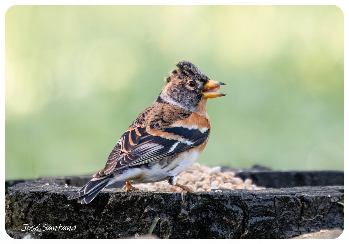 Brambling - ML646928965