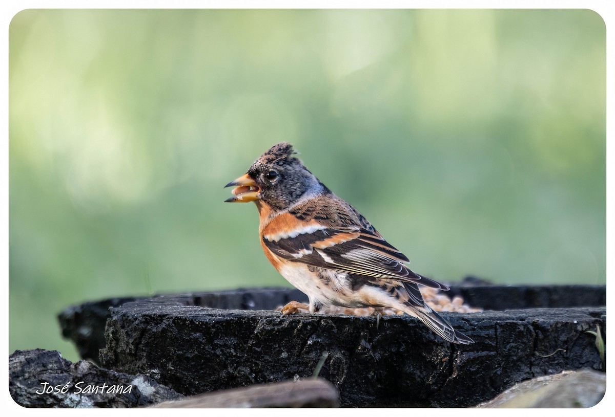 Brambling - ML646928966