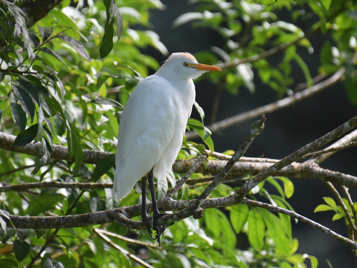 Garcilla Bueyera Occidental - ML646928967