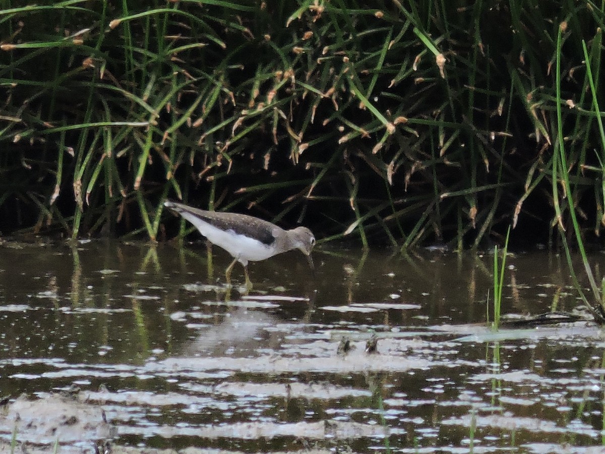 Улит-отшельник - ML646928970