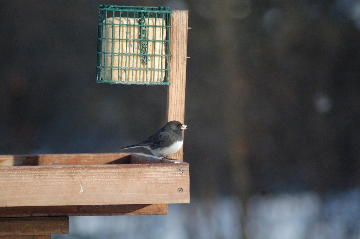 strnadec zimní - ML646928972