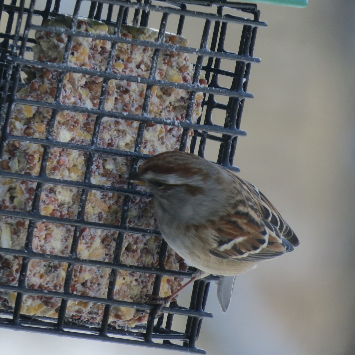 American Tree Sparrow - ML646928973