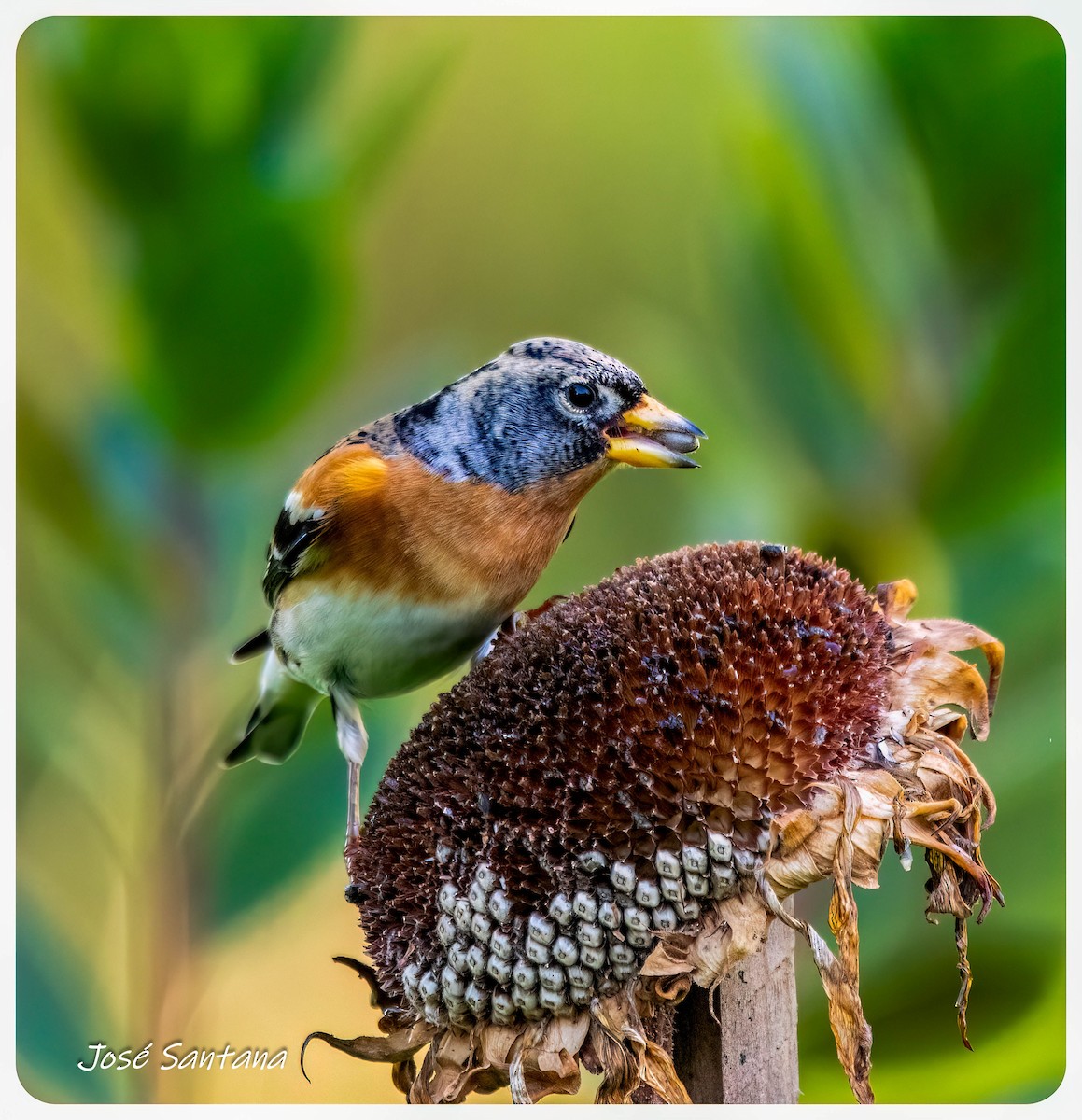 Brambling - ML646928974