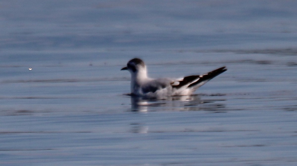 ヒメカモメ - ML646928979