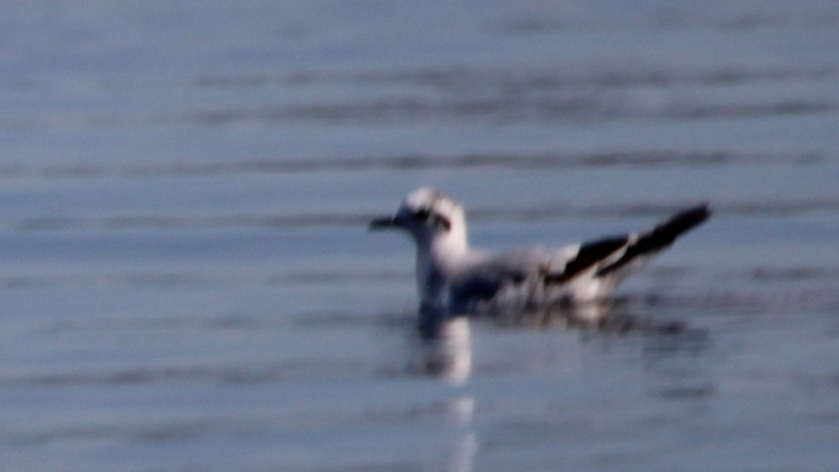 ヒメカモメ - ML646928980