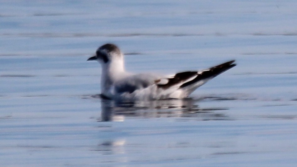 ヒメカモメ - ML646928981