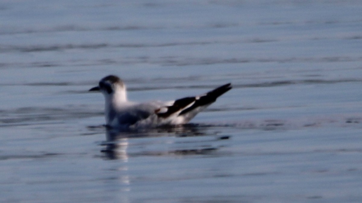 ヒメカモメ - ML646928982