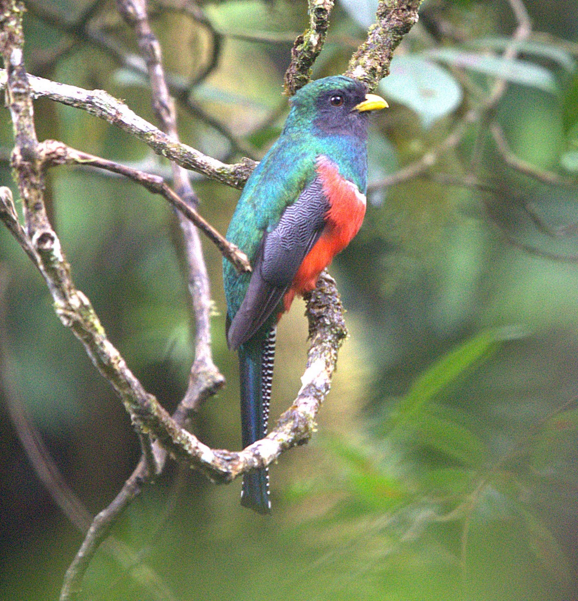 Collared Trogon - ML646928986