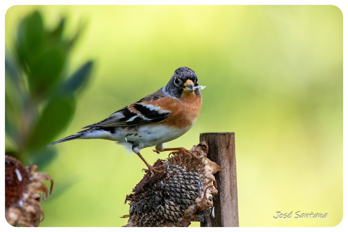 Brambling - ML646928987