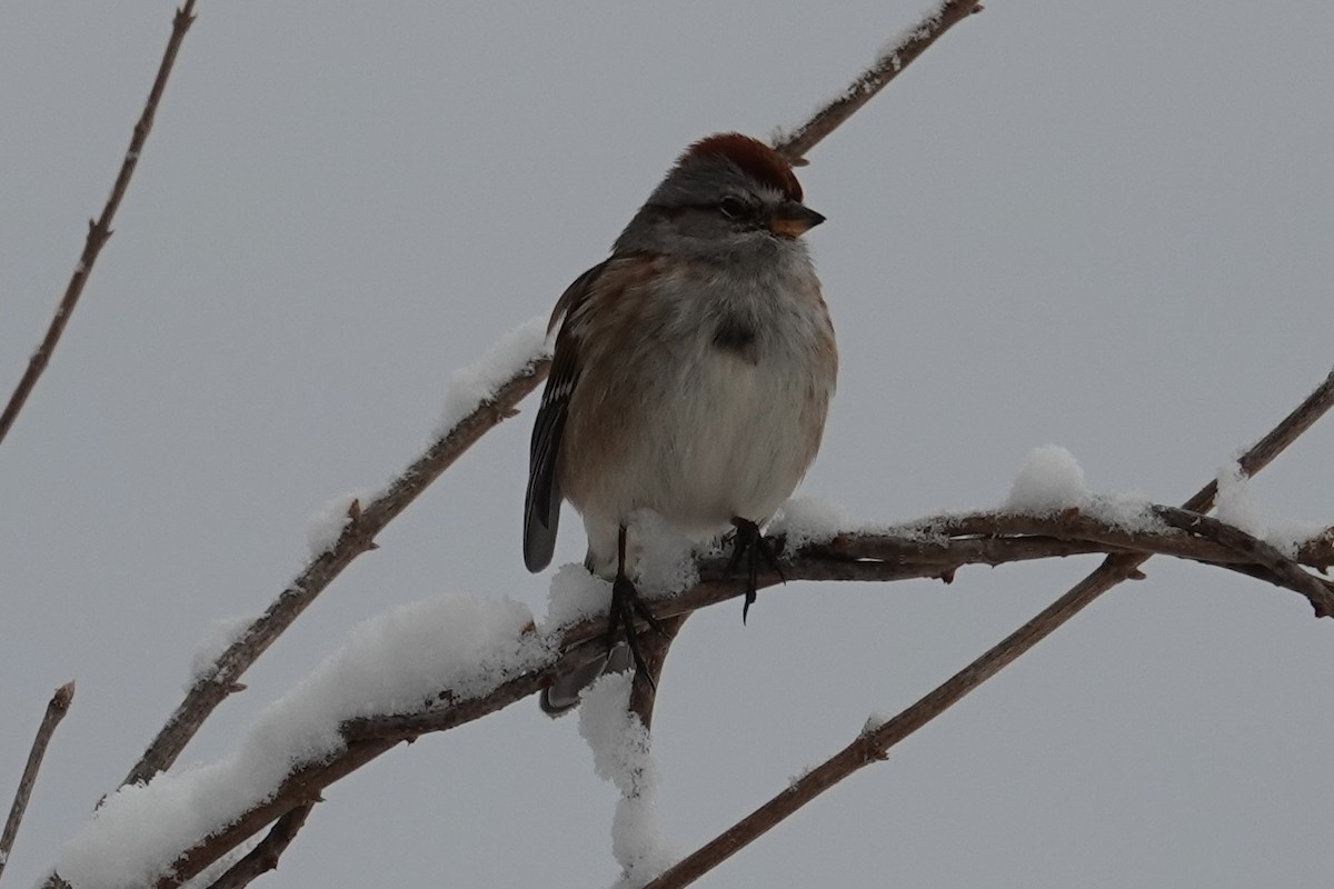 Chingolo Arbóreo - ML646928996