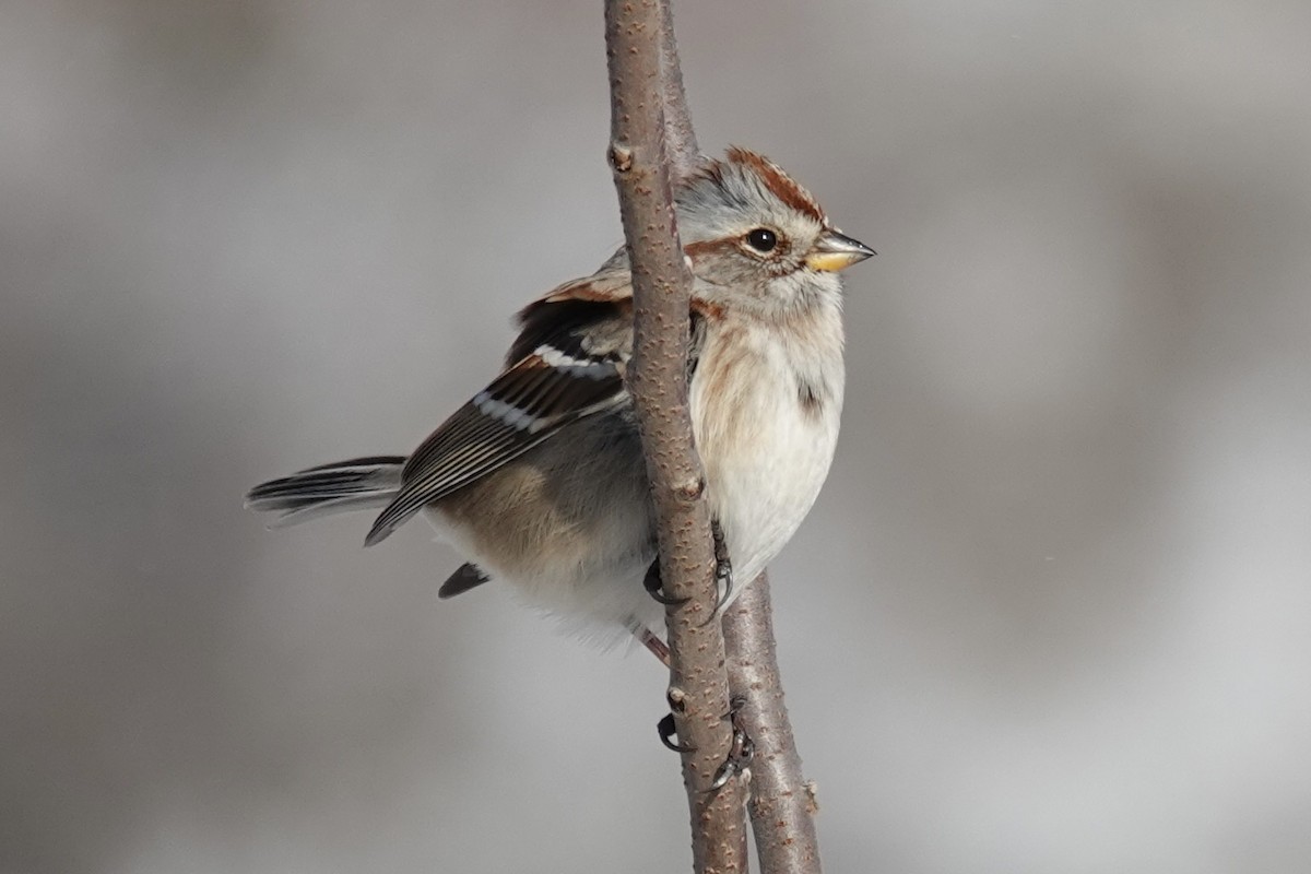 Chingolo Arbóreo - ML646928997