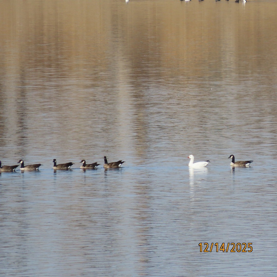 eskimogås - ML646929004