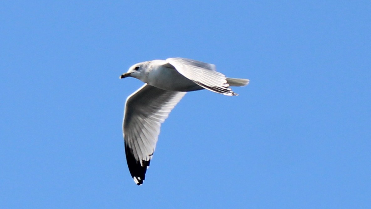 Ring-billed Gull - ML646929008