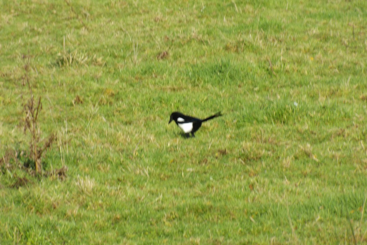 straka obecná - ML646929010